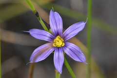 Sisyrinchium