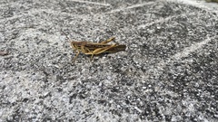 Schistocerca americana