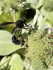 Physocephala tibialis