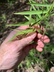 Dichanthelium yadkinense