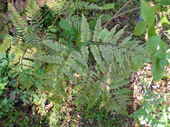 Pteridium