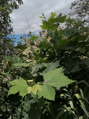 Platanaceae