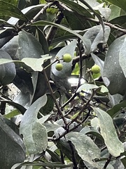 Daphnopsis caracasana