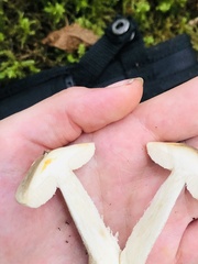 Leccinum holopus