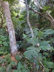 Artocarpus treculianus
