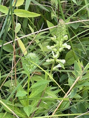 Pedicularis lanceolata