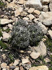 Neolloydia conoidea