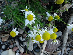 Tripleurospermum