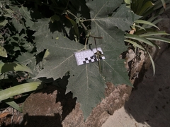 Platanaceae