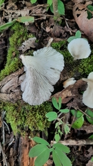 Pleurotus