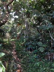 Artocarpus treculianus