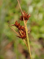 Rhynchospora fascicularis