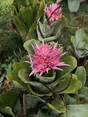 Aechmea fasciata