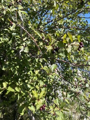 Crataegus douglasii