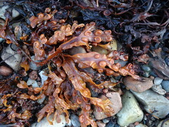 Fucus
