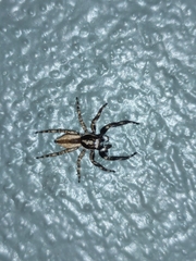 Menemerus bivittatus