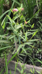 Asclepias incarnata