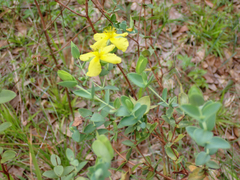 Hypericum tetrapetalum