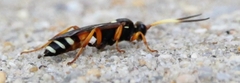 Ichneumon ambulatorius