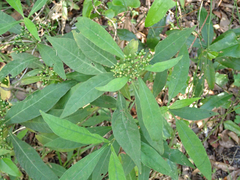 Psychotria tenuifolia