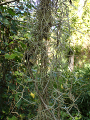 Tillandsia usneoides