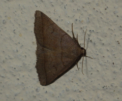 Zanclognatha lunalis