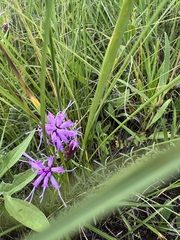 Liatris cylindracea