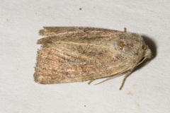 Photedes fluxa