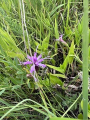 Liatris cylindracea