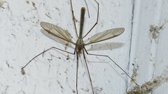 Tipula