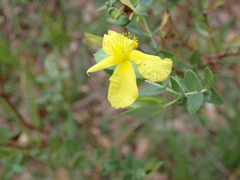 Hypericum tetrapetalum