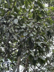 Daphnopsis caracasana