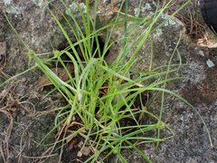 Cyperus metzii