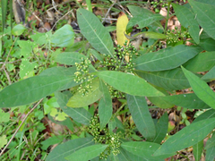 Psychotria tenuifolia