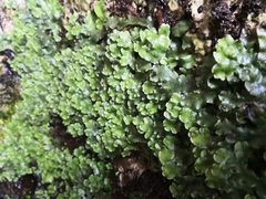 Conocephalum conicum