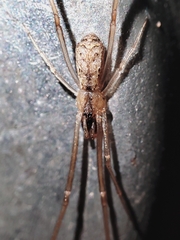 Episinus algiricus