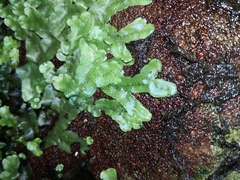 Conocephalum conicum