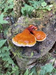 Ganoderma tsugae