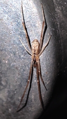 Episinus algiricus