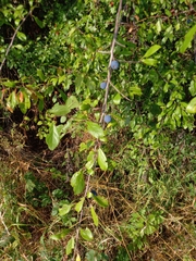 Prunus spinosa