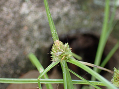 Cyperus metzii