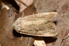 Photedes fluxa