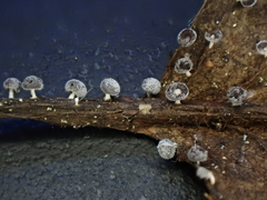 Didymium squamulosum