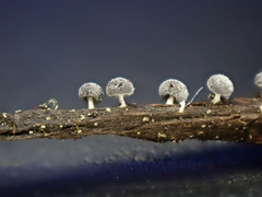 Didymium squamulosum