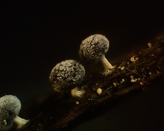 Didymium squamulosum