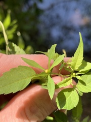 Bidens discoidea