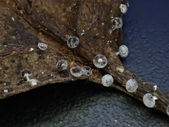 Didymium squamulosum