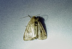 Abagrotis alternata
