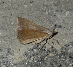 Scotopteryx