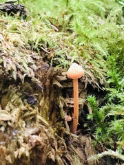 Entoloma quadratum